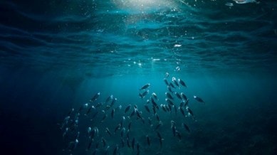 marine ecosystem, fish vomit fossil, biodiversity, Sagar Mahotsav, marine ecosystem and its biodiversity, Indian express news, current affairs