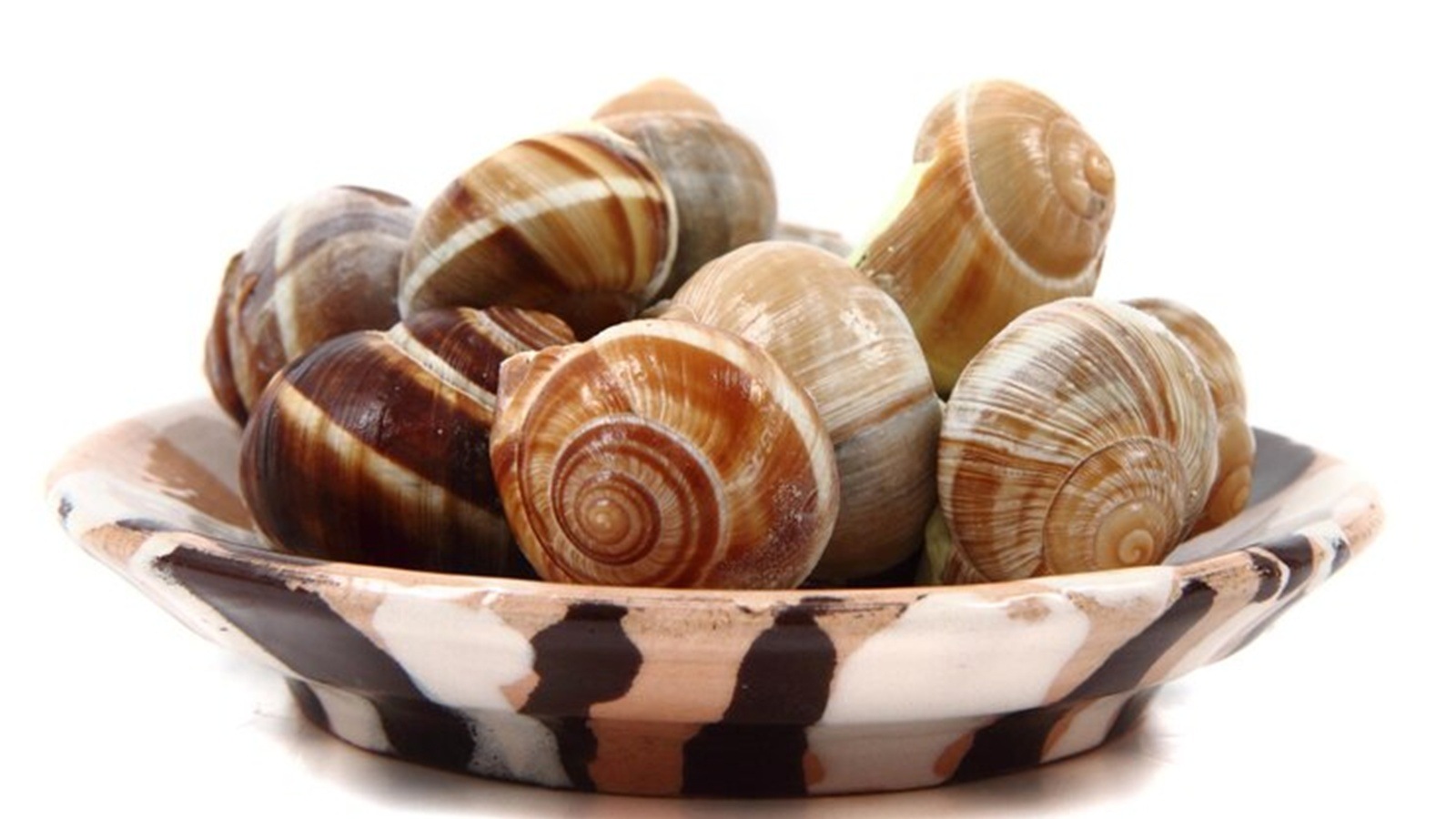 mollusks