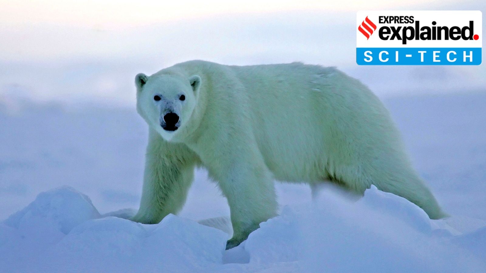 In studying polar bear fur, possible solution to ‘forever chemicals’ in environment