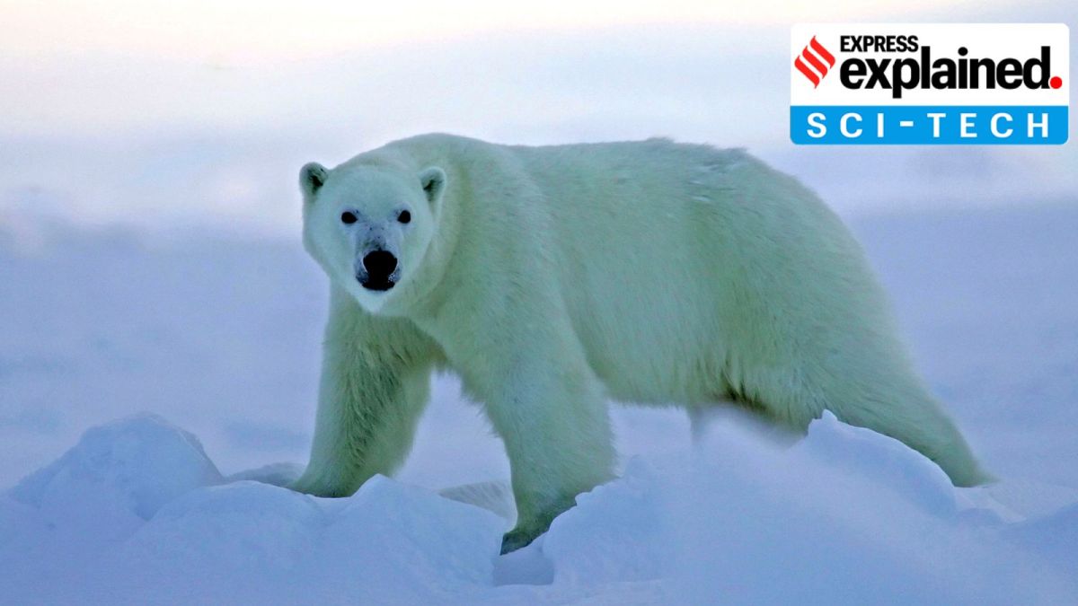 A polar bear walks on ice. The findings from the new study about the properties of polar bear fur could help design naturally-sourced coatings that could reduce current dependence on PFAs.