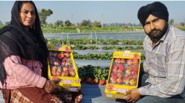 Kulwinder Kaur motivated her husband Pardeep Singh to move beyond traditional wheat and paddy farming in Punjab. (Express Photo)