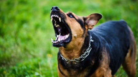 Understand the risks of rabies from a vaccinated dog bite