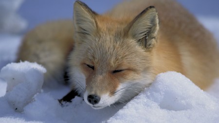 Discover the surprising truth about animals that look cute but are actually dangerous. (Source: Wikimedia Commons)