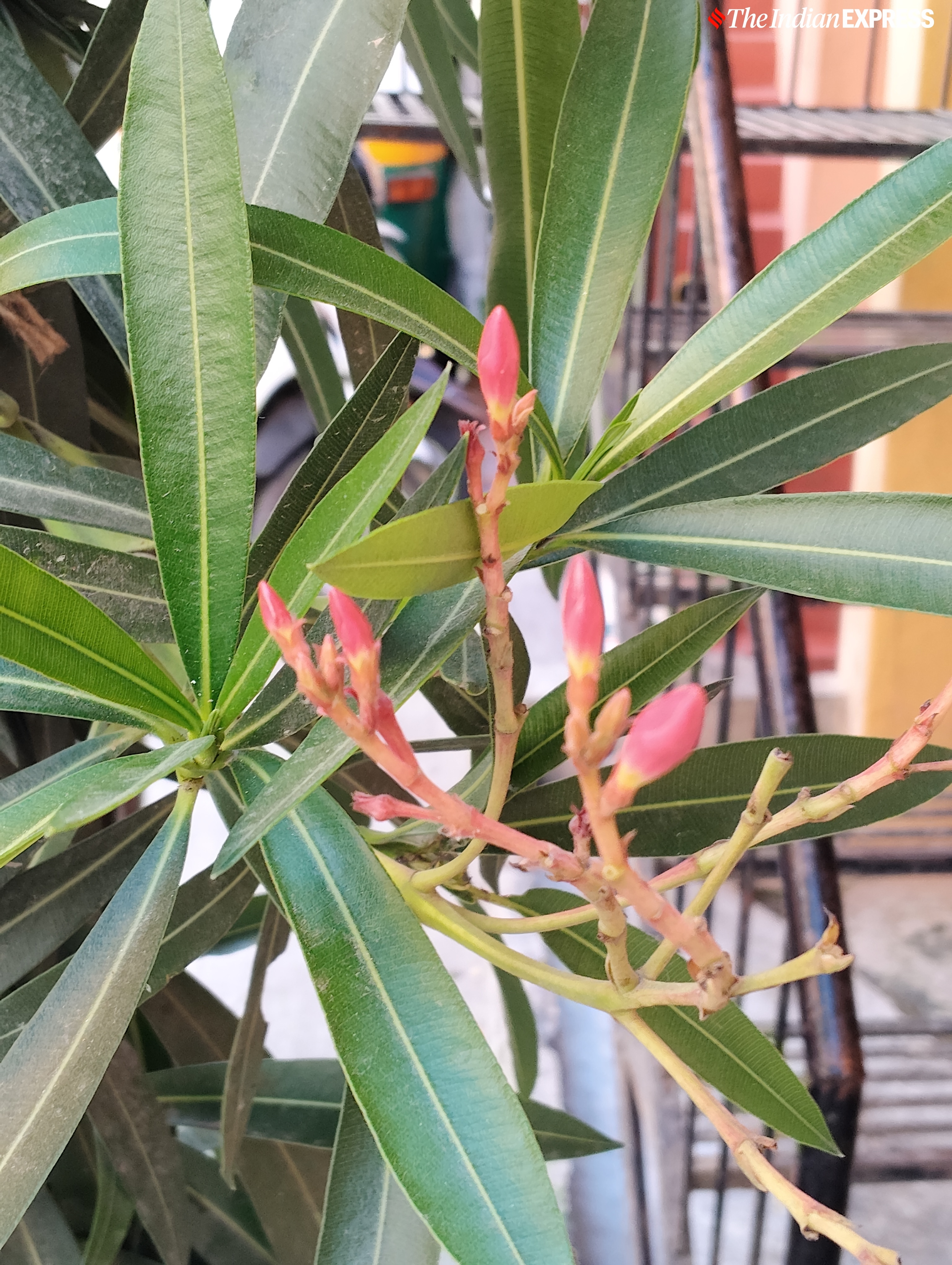Redmi 14C camera sample.