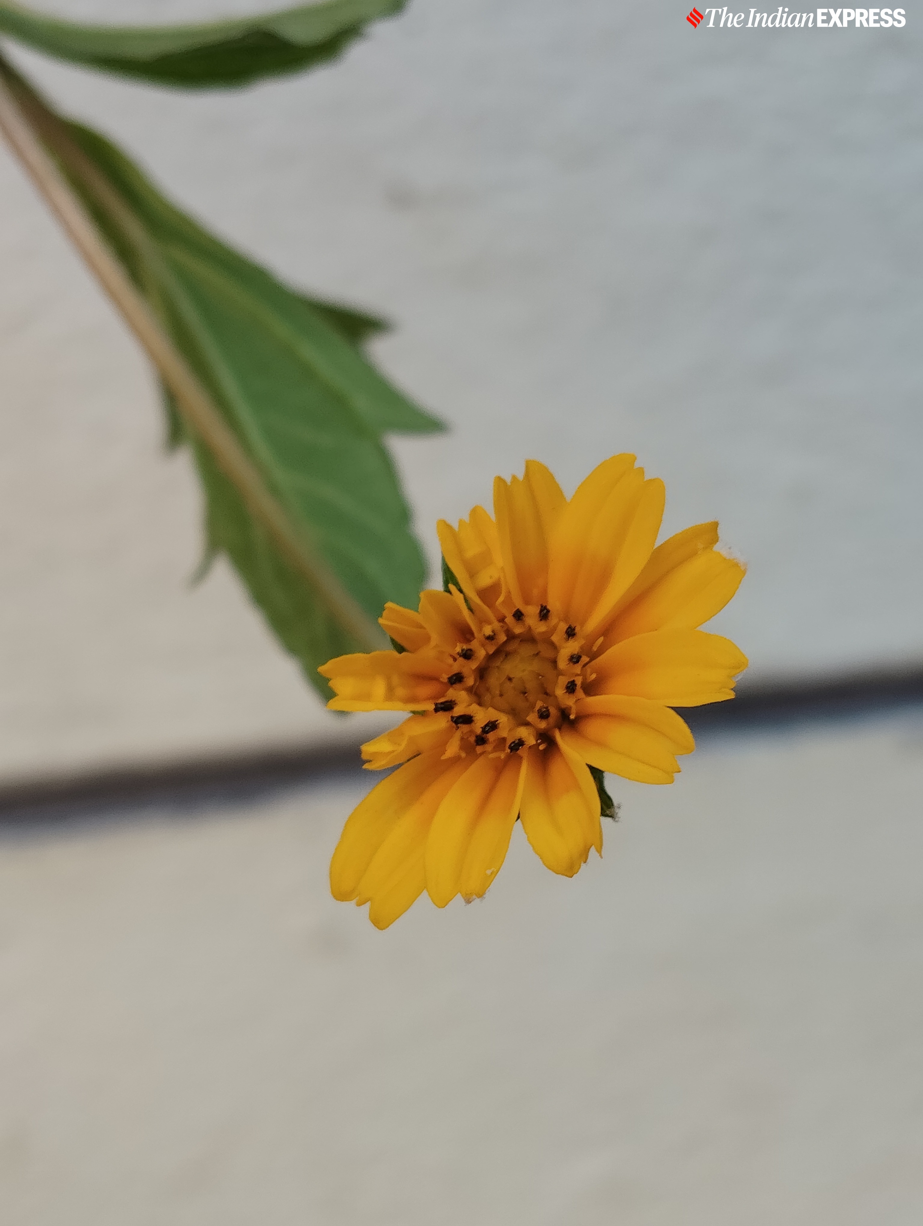 Redmi 14C camera sample.