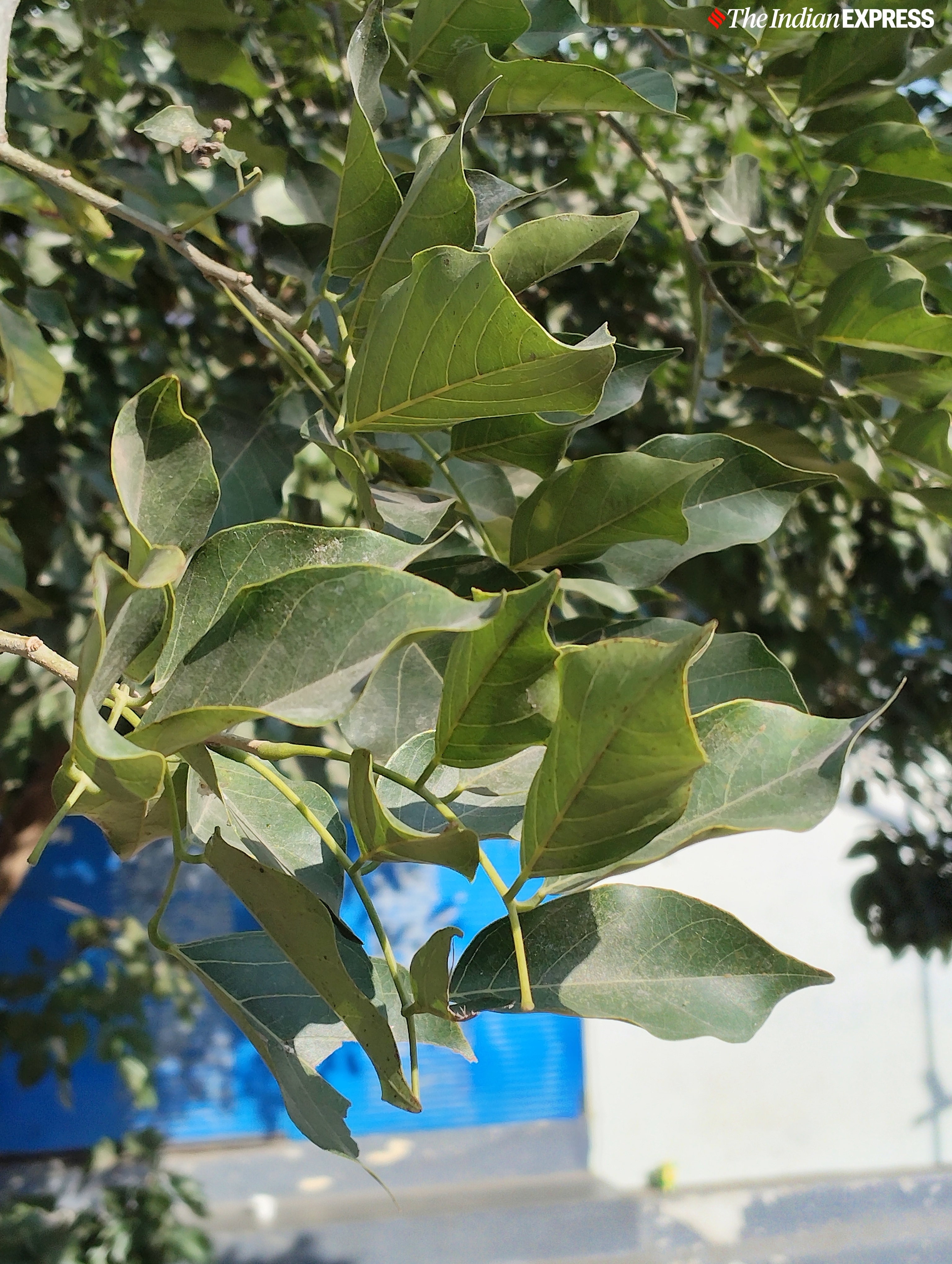 Redmi 14C camera sample.