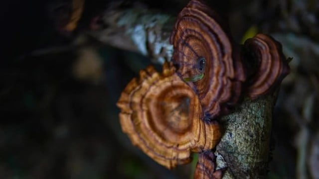 A Hyderabad store   has stunned shoppers by pricing a azygous  Reishi mushroom astatine  ₹5 lakh. Known for its immune-boosting and stress-relieving properties, this uncommon  reddish  mushroom is simply a prized medicinal fungus. Find retired  wherefore  it’s truthful  costly  and who should debar  consuming it.