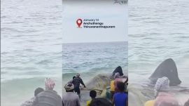 whale sharks rescue effort at Kerala coast people try to remove nets entangling whale shark