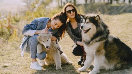 Learn the health and behavioural benefits of sterilizing your pet, the ideal timing, and potential risks