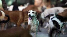 stray dogs, thane, vaccination,