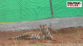 Zeenat, the tiger, had left a trail of panic across five Bengal districts, West Bengal CM Mamata Banerjee said. (Express Photo)