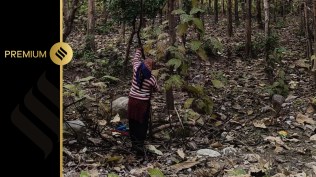 tiger attack, jim corbett, women uttarakhand, indian express