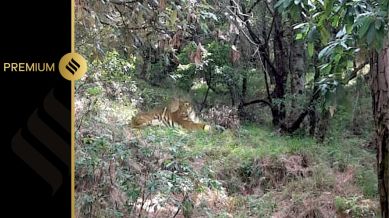 tiger