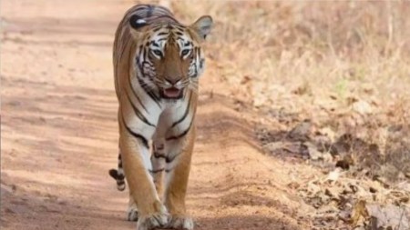 Another wandering tiger enters Bengal, forest minister says won’t return if captured