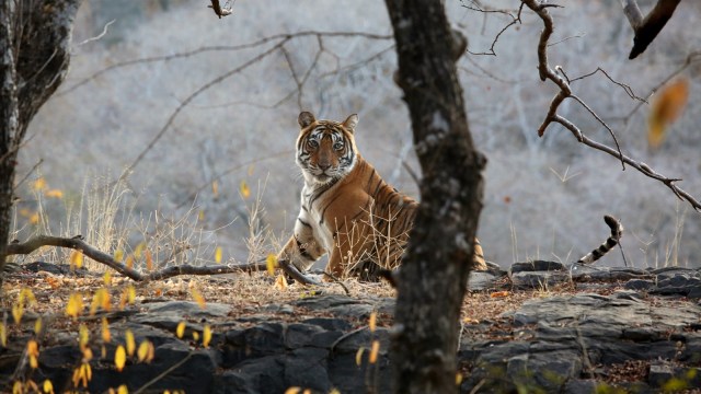 tigress recovered  dead, antheral   eater tigress kerala news, wayanad tigress news, amerind  express