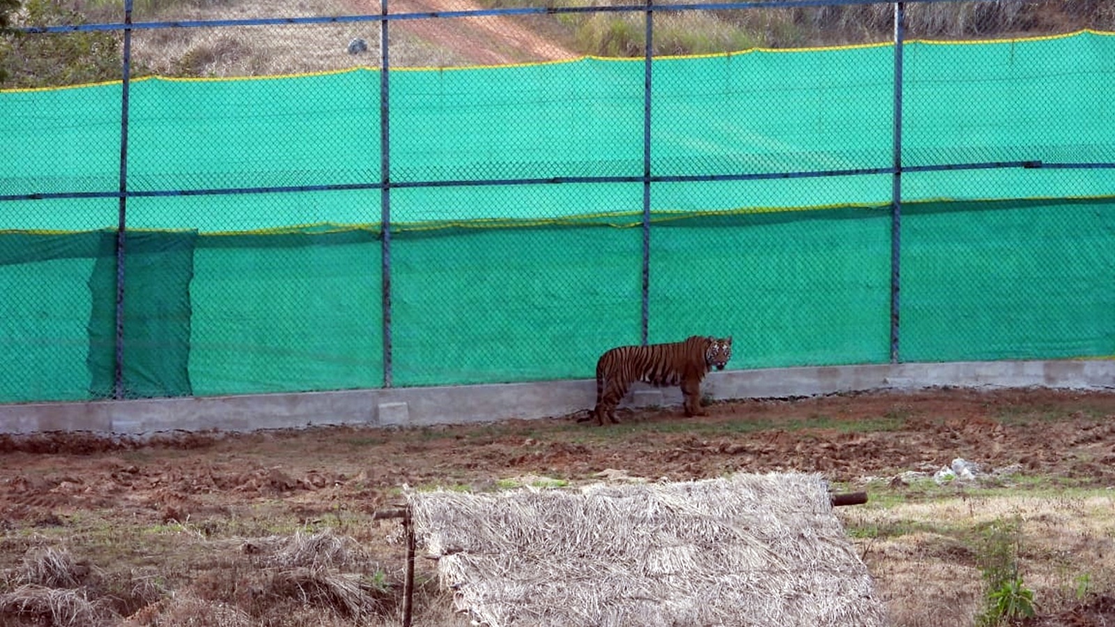 Tigress Zeenat to be released in southern part of Odisha’s Similipal reserve