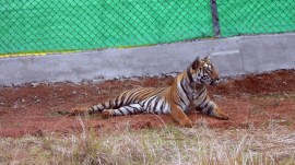 Tigress Zeenat to be released in southern part of Odisha’s Similipal reserve