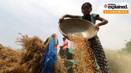 food inflation, wheat crop