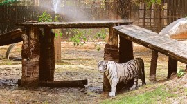 white tiger, white tiger cub dies, white tiger cub, delhi news, India news, Indian express, current affairs