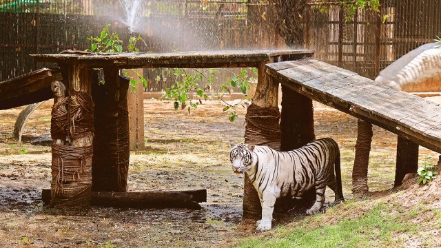 white tiger, white tiger cub dies, white tiger cub, delhi news, India news, Indian express, current affairs
