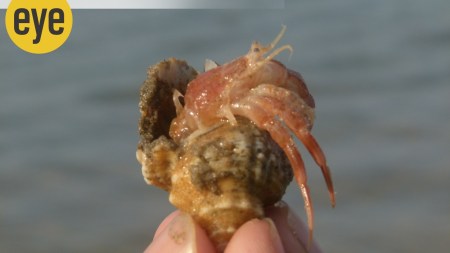 Hermit crabs are born with cushy tushies, which are prone to being pinched, pulled and munched on, so they have to find themselves: helmets for their bottoms (Photo credits: Ranjit Lal)