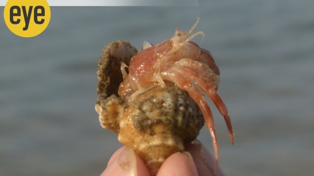 Hermit crabs are born with cushy tushies, which are prone to being pinched, pulled and munched on, so they have to find themselves: helmets for their bottoms (Photo credits: Ranjit Lal)