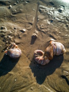 Gender-bending creatures: How animals defy human binary norms