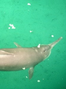 10 extinct animals and the stories behind their disappearance