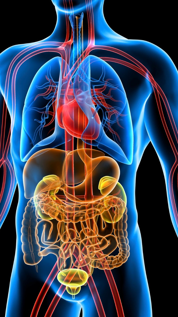 Human organs responsible for natural detoxification