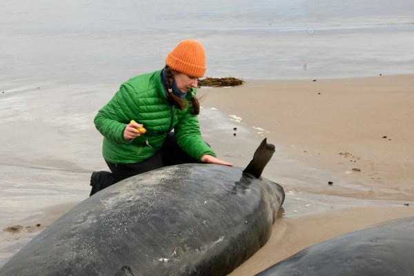 In this photo provided by Jocelyn Flint more than 150 false killer whales are stranded, Wednesday, Feb. 19, 2025, on a remote beach on near Arthur River inAustralia's island state of Tasmania. (Jocelyn Flint via AP)