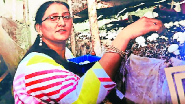 Woman entrepreneur Anita Devi of Jhamiyat village of Hamirpur district, Himachal Pradesh, shows her mushroom yield. (Express Photo)