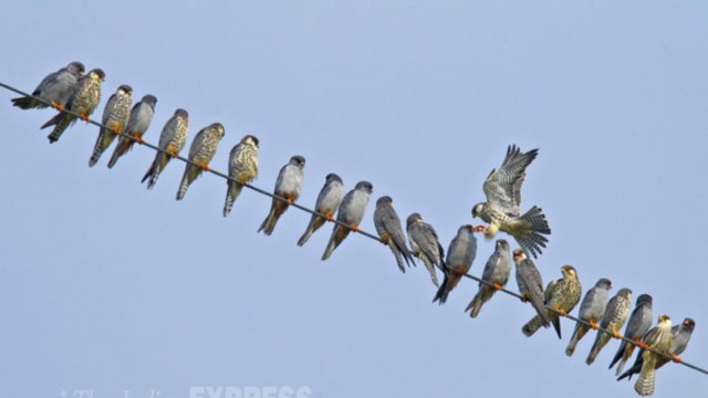 rescued birds