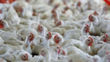 As part of precautionary measures, the Animal Husbandry department has initiated culling within 3 km radius of the place where cases of bird flu have been detected, he said.