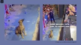 Brazilian singer cancels mid-concert fireworks for dog