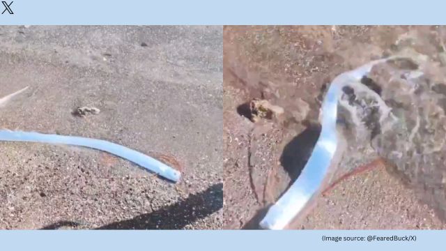 Oarfish have long been seen as omens of impending disasters (Image source: @FearedBuck/X)