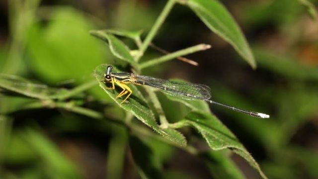 Study connected  Pune's dragonfly colonisation  reveals extinction of 8 taxon  and emergence of 27 caller   ones