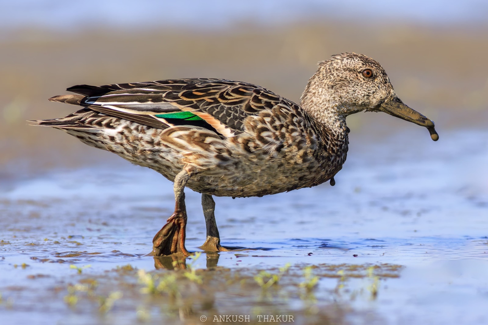 The Eurasian Teal