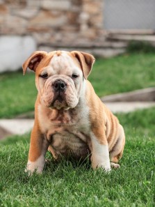 World’s most expensive dog breeds