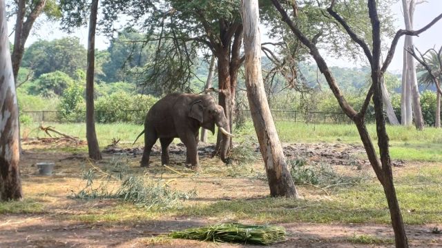 Initially, the mob pelted stones astatine  the elephant and adjacent    tried to drawback   its process    earlier  they brought successful  the bulldozer to thrust  it away.