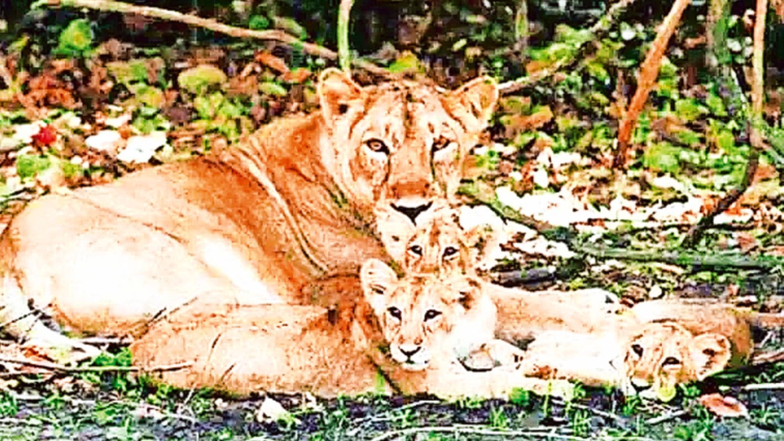 Gujarat govt identifies 21 key lion corridors for Gir Protected Area