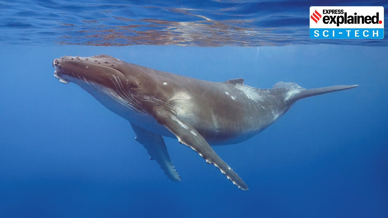 Can a whale swallow a human? Here’s why you need not worry