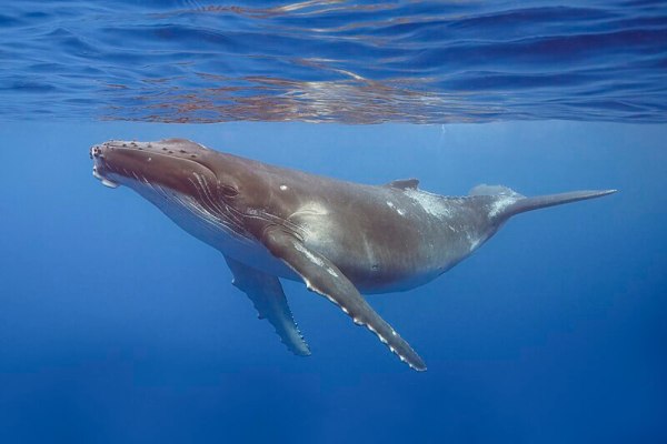 whale, upsc, current affairs