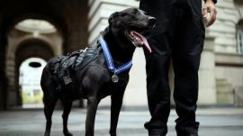 Hurricane, a retired U.S. Secret Service dog who once helped protect President Barack Obama in the White House, was honored for his bravery in London in 2019. (Yui Mok/Press Association, via Associated Press)