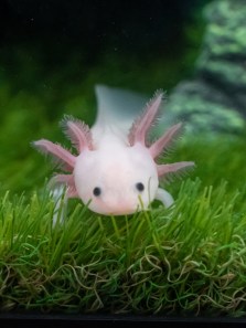 Animals that hold their breath for hours in water