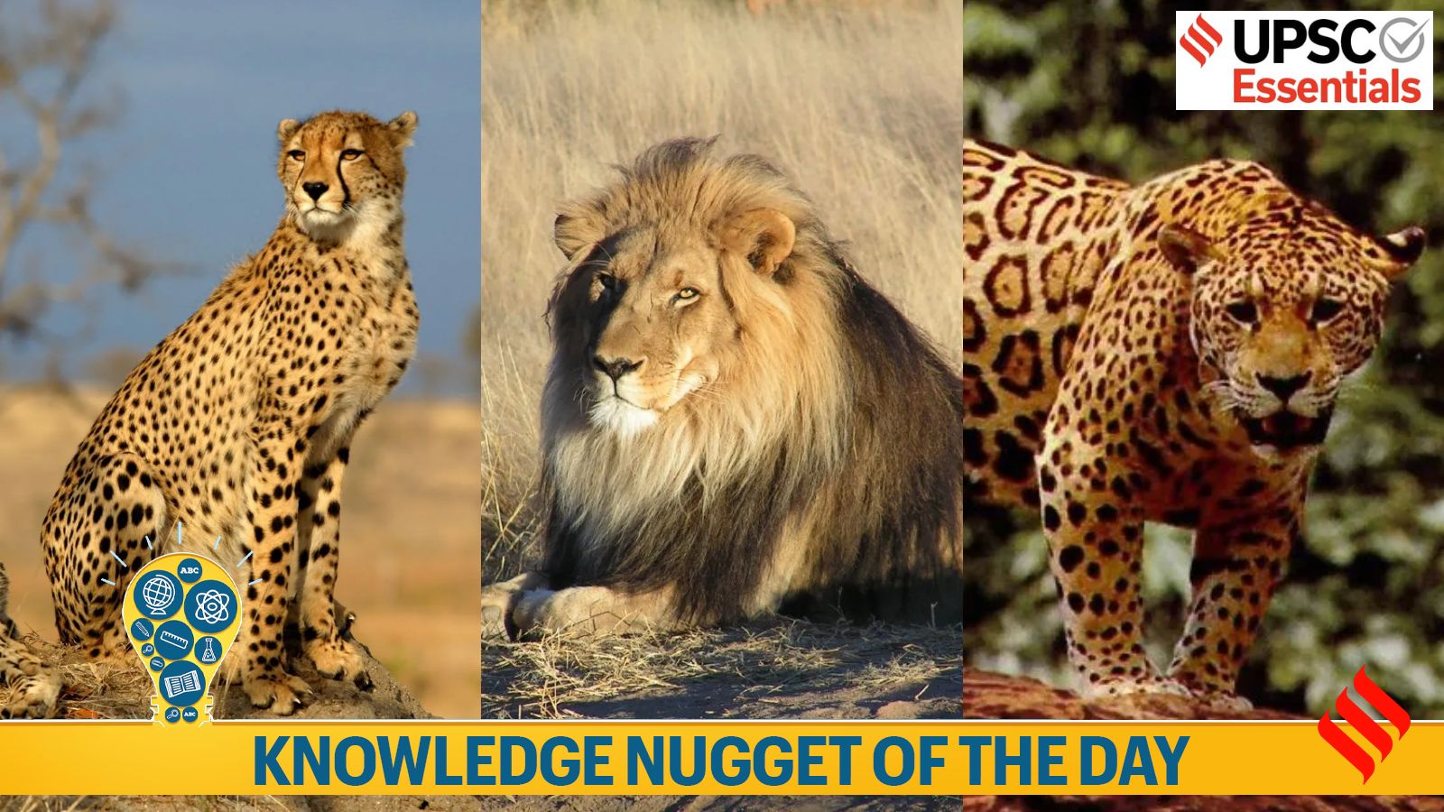 international big cat alliance, knowledge nugget, IBCA