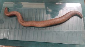 red sand boa