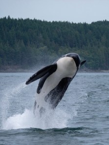 Killer Whales to Chimpanzees: Animals that experience menopause