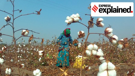 Extra long staple (cotton)