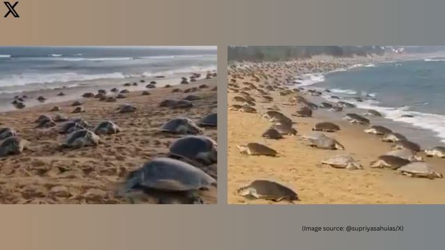 Sahu shared 3,000 more Olive Ridley turtles came ashore from the Rushikulya River in Odisha
