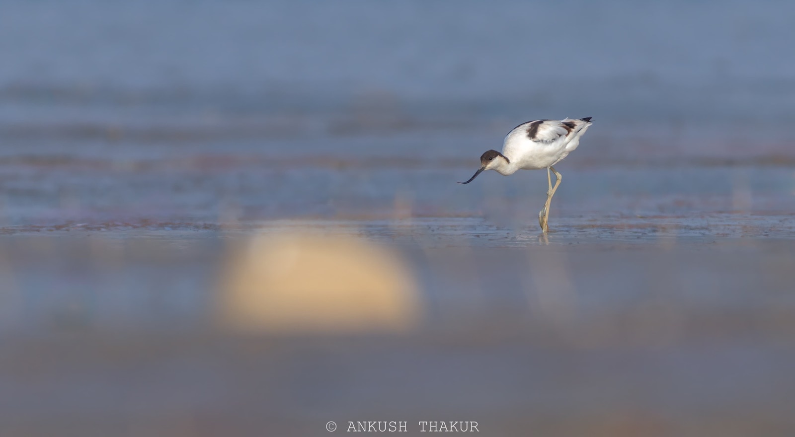 The Pied Avocet